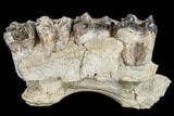 Running Rhino (Hyracodon) Jaw Section - South Dakota #113154-2